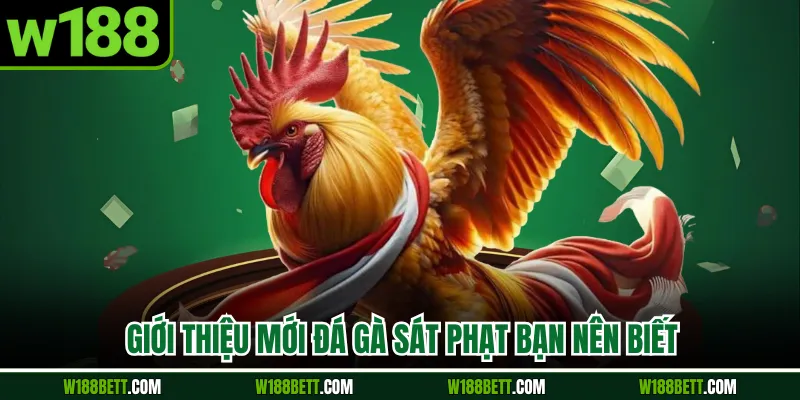 Giới thiệu mới đá gà sát phạt bạn nên biết